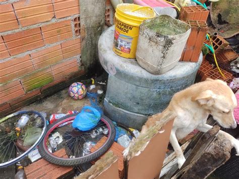 Mulher flagrada abandonando cachorro é presa e multada em 3 mil